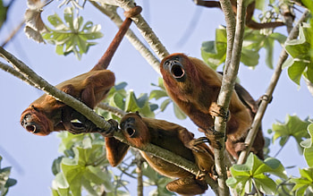 Howler Monkey, Striking red coat, Tropical rainforest dweller, Nature's spectacle HD wallpaper