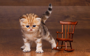 Golden british kitten, wooden, kitten, chair, sweet, golden, british, kitty, cute, small, fluffy, adorable HD wallpaper