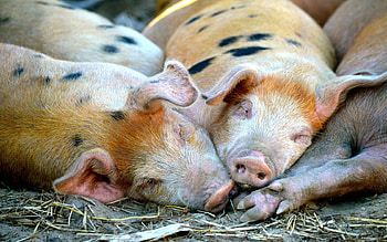 Animals, Pigs, To Lie Down, Lie, Sleep, Dream HD wallpaper