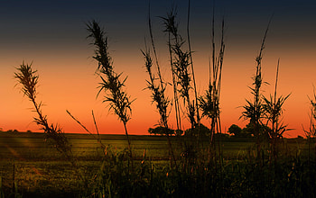 Farm Sunset, fields, farms, nature, orange, sunset HD wallpaper