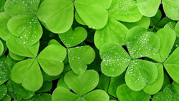 Leaf's , Unique design, Organic beauty, Captivating simplicity HD wallpaper