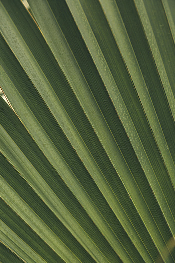 Leaves, Macro, Palm, Branch HD phone wallpaper