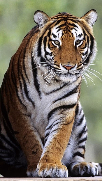 Tiger , Sitting, Tiger HD phone wallpaper