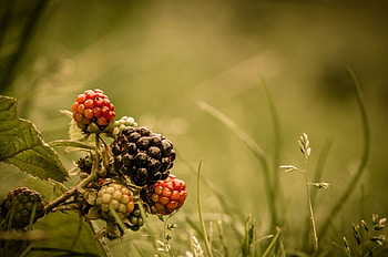 Ultra Blackberry , Background HD wallpaper