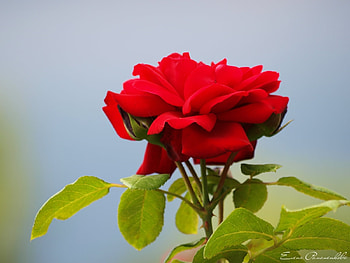 Plants, Flowers, Roses HD wallpaper