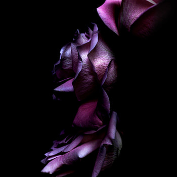 Ios11 Purple Rose , apple, computer, ios11, original, stock HD phone wallpaper