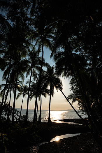 Nature, Sea, Palms, Horizon, Glare, Tropical HD phone wallpaper