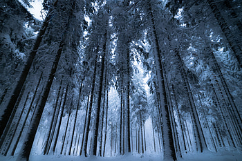 Trees, forest, winter HD wallpaper