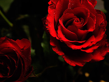 Plants, Flowers, Roses HD wallpaper