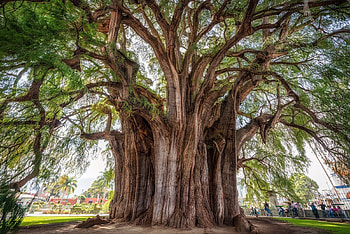 El Arbol del tule, oldest, tree, impressive, tule, graphy, widest, mexico HD wallpaper