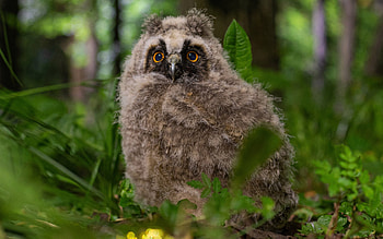Owl, animal, forest, bird HD wallpaper