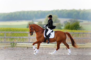 Equitation sports, Jumping equitation, Rein rider, Equestrian sport HD wallpaper