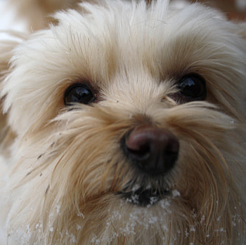 Pom-a-poo with snow on her mouth, dog, pom-a-poo, snow, close up HD wallpaper