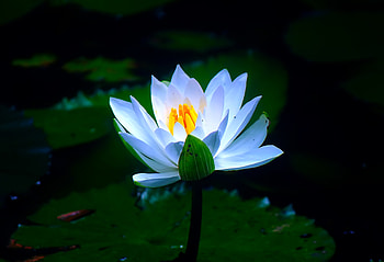 White, pond, flower, water lily, bloom HD wallpaper