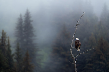 Animals, Bird, Branch, Predator, Eagle, Focus HD wallpaper