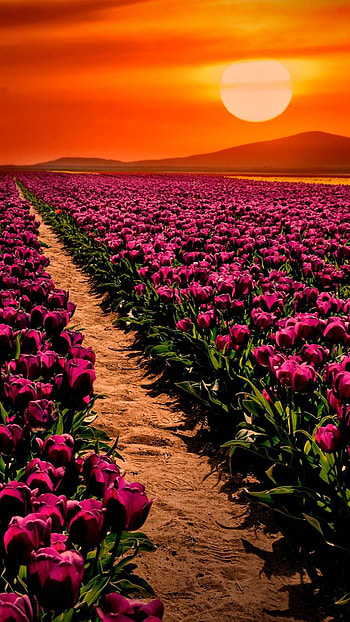 Tulip Field at Sunset, purple, flower, earth, nature, tulip HD phone wallpaper