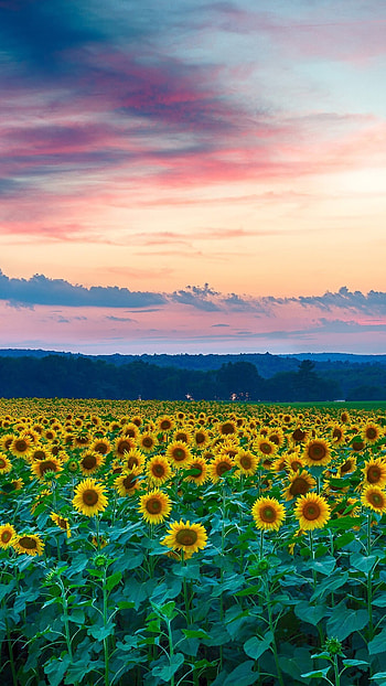 Sunflowers Field, Sunflowers HD phone wallpaper