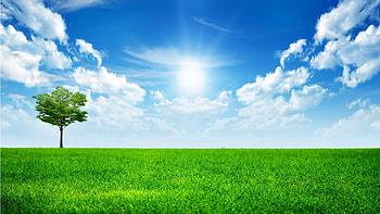 Bliss Tree, horizon, plants, colors, grasslands, nice, background, scenery, digital, blight, trees, fullscreen, scenario, sunshine, white, sundown, landscape, grass, panorama, multicolor, leaves, green, view, fields, nature, leaf, trunks, paisage, blue, colorful, natural, , abstract, brilliant, amazing, paysage, bliss, sun, scene, beautiful, sunlights, , branches, paisagem, cool, brightness, clouds, sky HD wallpaper