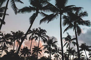 Nature, Trees, Sky, Palms, Tropics HD wallpaper