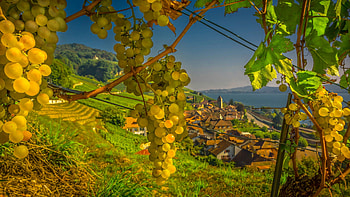 Grapes at Lake Bieler, Switzerland, landscape, sky, vinyard, plants, village HD wallpaper
