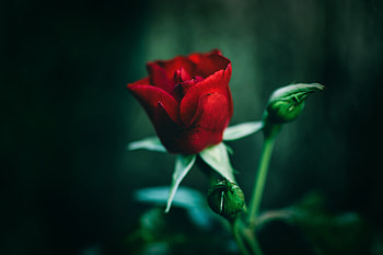 Flowers, Flower, Rose Flower, Rose, Close-Up HD wallpaper