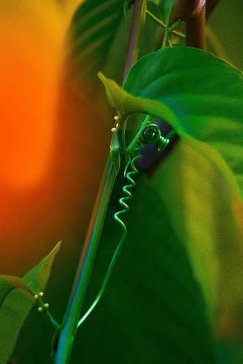 Leaves, Plant, Macro, Loach HD phone wallpaper
