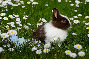 Adorable brown and white bunny sitting among daisies with Easter eggs on a spring day. HD wallpaper