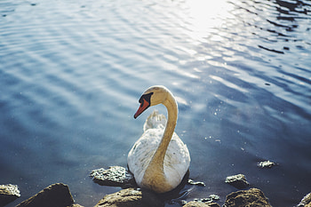 Animals, Water, Bird, Swan HD wallpaper