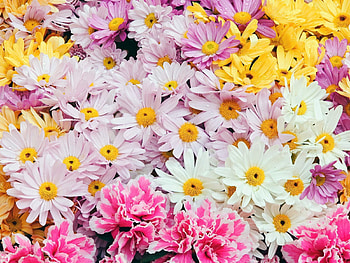 Flowers, Background, Camomile, Assorted HD wallpaper