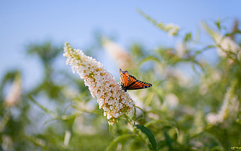 Grass, Leaves, Plant, Macro, Insect, Butterfly HD wallpaper