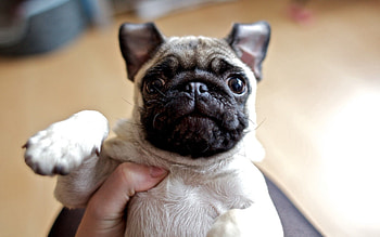 Animals, Dog, Muzzle, Sight, Opinion, Folds, Pleating HD wallpaper
