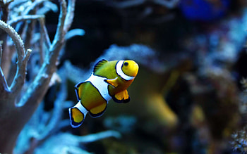 Fish laptop , backgrounds, Colorful marine life, Underwater wonders HD wallpaper
