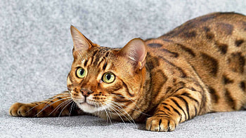 Bengal cat's elegance, Top-quality , Striking cat breed, Bold and fierce HD wallpaper
