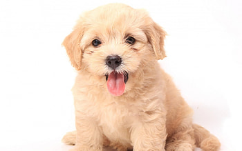 dog, sweet, cute, little HD wallpaper