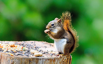 Cute squirrel trunk , Lovely creature, Nature's beauty, High-quality HD wallpaper