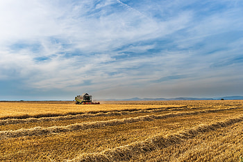 Nature, Field, Harvest, Farm, Field Crops, Field Cultures HD wallpaper