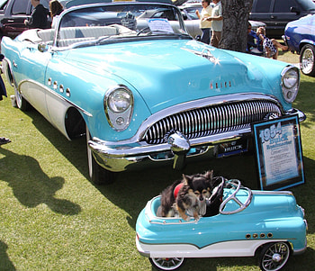 1954 Buick Road master convertible, blue, headlights, white, graphy, Dogs, Buick HD wallpaper