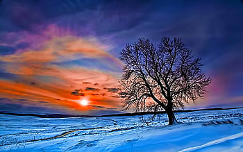 Winter Sunset, snow, colors, sky, sun, tree HD wallpaper