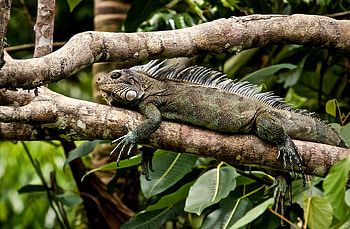 Iguana, reptile, lizard, forest HD wallpaper
