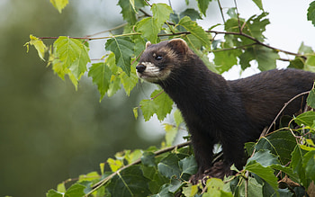 Ferret cuteness overload, Adorable face, Furry friend, Irresistible charm HD wallpaper