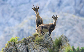 Mountain Goats, two, mountains, goats, animals HD wallpaper