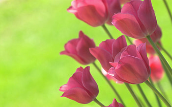 Flowers, Tulips, Spring, Light Green, Salad HD wallpaper