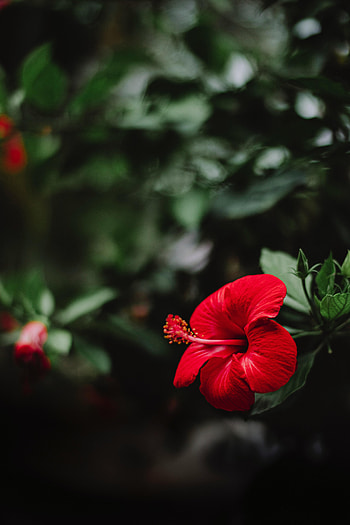 Flowers, Flower, Macro, Hibiscus HD phone wallpaper