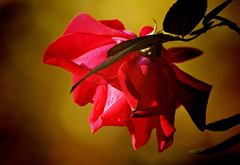 Beauty No Forgotten, rose, flare, flower, nature, effects HD wallpaper