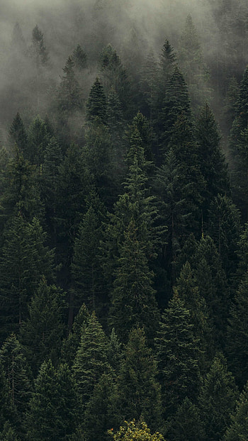 Aesthetic Forest - Largest Portal, Cloud Forest HD phone wallpaper