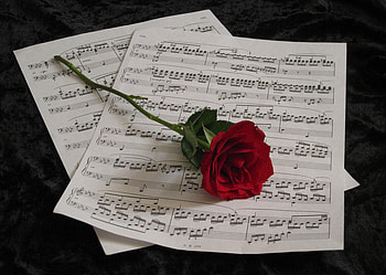 for my dear friend Mariano, rose, romantic, playing, song HD wallpaper