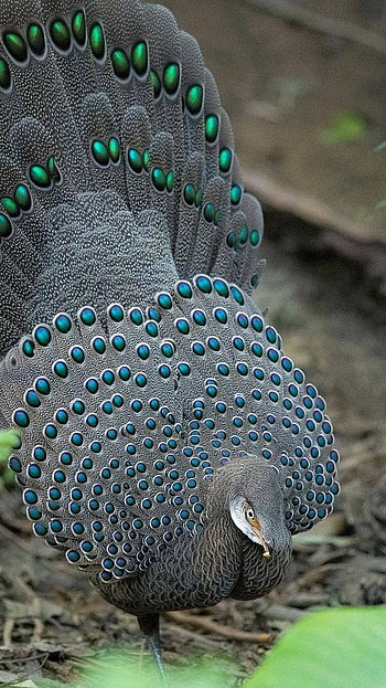 Peacock, Grey Peacock HD phone wallpaper