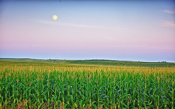 Iowa agriculture, Iowa, sky, nature, corn cultivation HD wallpaper