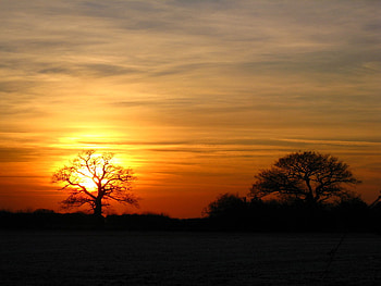 winter sunsets, plants, sunsets, sky, nature, sun, tree HD wallpaper