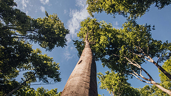 Worm's Eye View Of Trees Branches Under Blue Sky Nature HD wallpaper